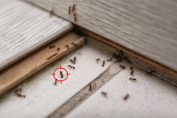  Blue Mound, IL Pest Control Pros