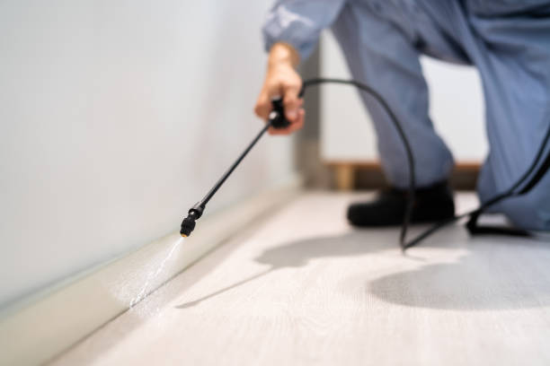 Best Flea Control Services  in Blue Mound, IL