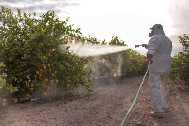 Best Termite Control Services  in Blue Mound, IL