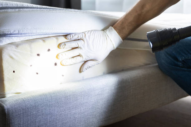 Best Affordable Pest Control Services  in Blue Mound, IL