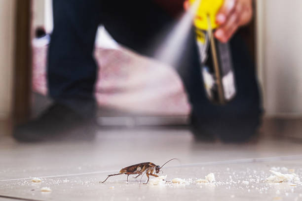 Best Termite Control Services  in Blue Mound, IL