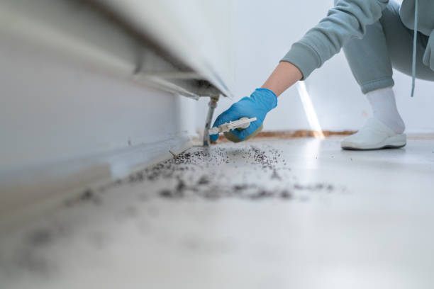 Best Rat Extermination Near Me  in Blue Mound, IL